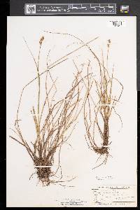 Carex sterilis image