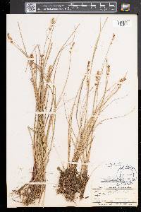 Carex sterilis image