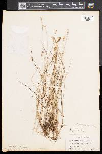 Carex interior image