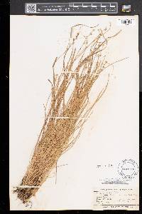 Carex seorsa image