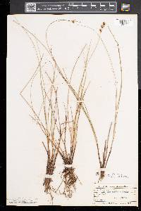 Carex sterilis image