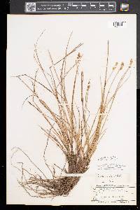 Carex sterilis image