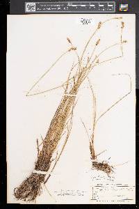 Carex sterilis image