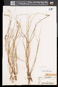 Carex sterilis image