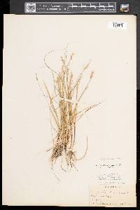 Carex echinata image