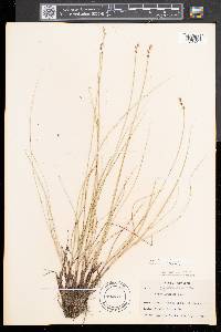 Carex sterilis image