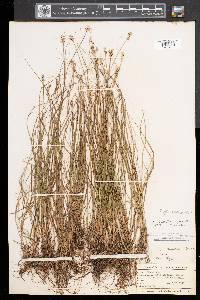 Carex echinata image