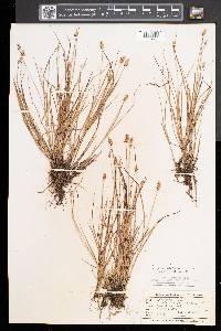 Carex echinata image