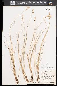 Carex sterilis image