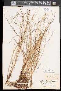 Carex sterilis image