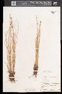 Carex sterilis image