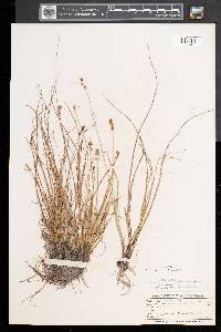 Carex sterilis image