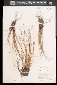 Carex sterilis image