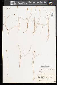 Carex gynocrates image