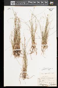 Carex gynocrates image