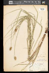 Carex cristatella image