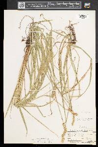 Carex cristatella image