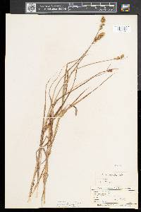 Carex cristatella image