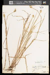 Carex alata image