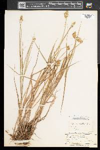 Carex alata image