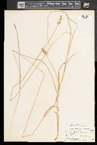 Carex normalis image