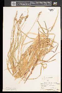 Carex laevivaginata image