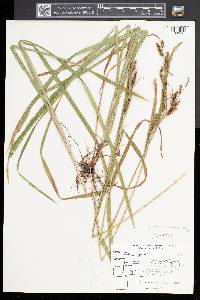 Carex scabrata image