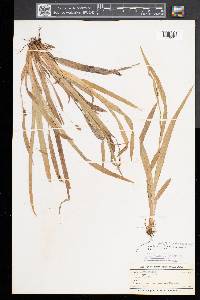 Carex laxiculmis image