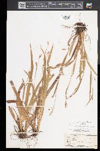 Carex laxiculmis image