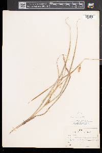 Carex vesicaria image