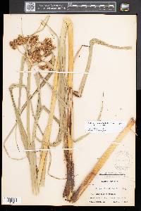 Bolboschoenus fluviatilis image