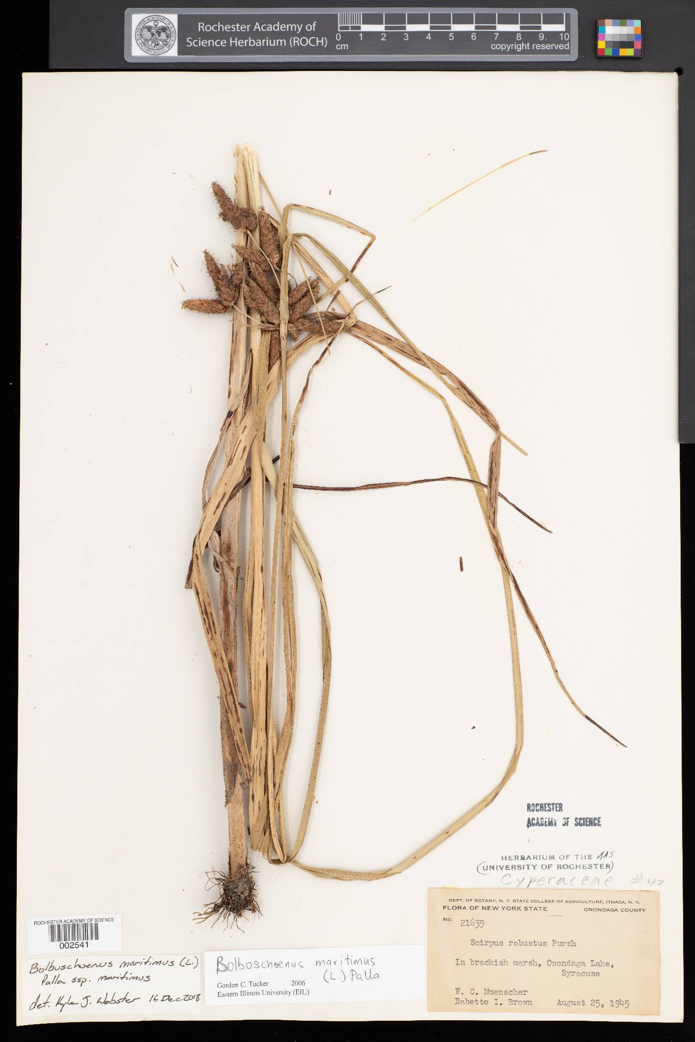 Bolboschoenus maritimus subsp. maritimus image