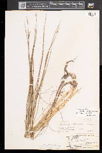 Schoenoplectus subterminalis image