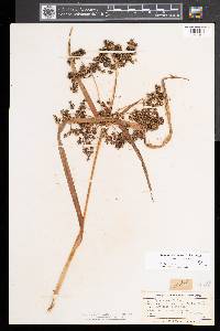 Scirpus microcarpus image