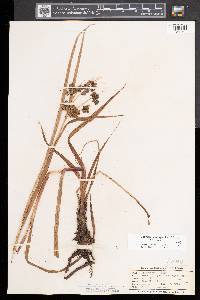 Scirpus microcarpus image