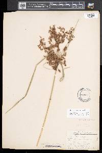 Scirpus atrocinctus image