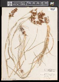 Scirpus pendulus image