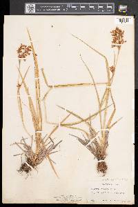 Scirpus pendulus image