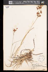 Scirpus pendulus image