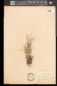 Carex disperma image