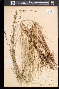 Carex diandra image