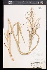 Glyceria grandis var. grandis image