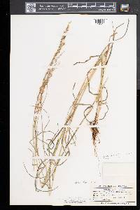 Glyceria melicaria image