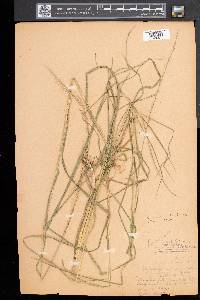 Glyceria melicaria image