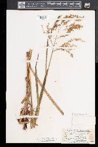 Glyceria canadensis image