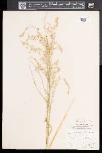 Glyceria canadensis image