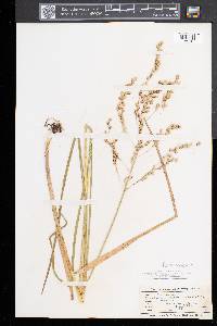 Glyceria canadensis image