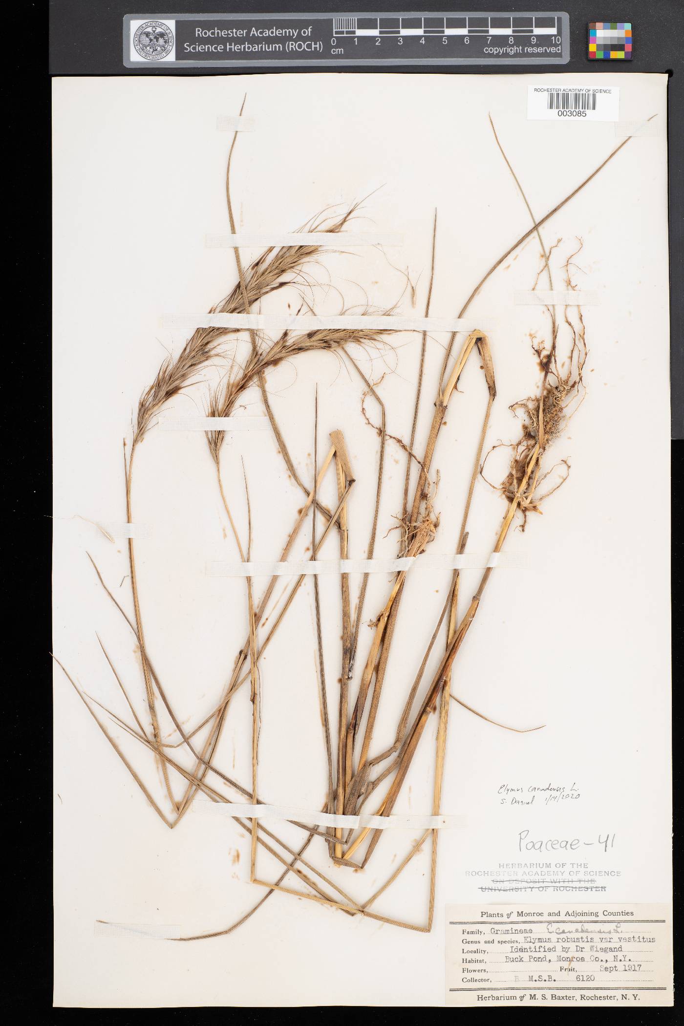 Elymus canadensis var. canadensis image