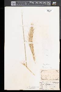 Elymus canadensis var. canadensis image