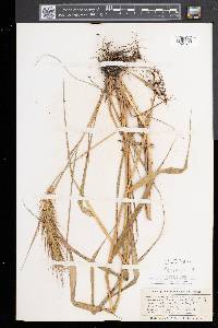 Elymus canadensis var. canadensis image